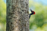 Datel indomalajsky - Dryocopus javensis - White-bellied Woodpecker o0705